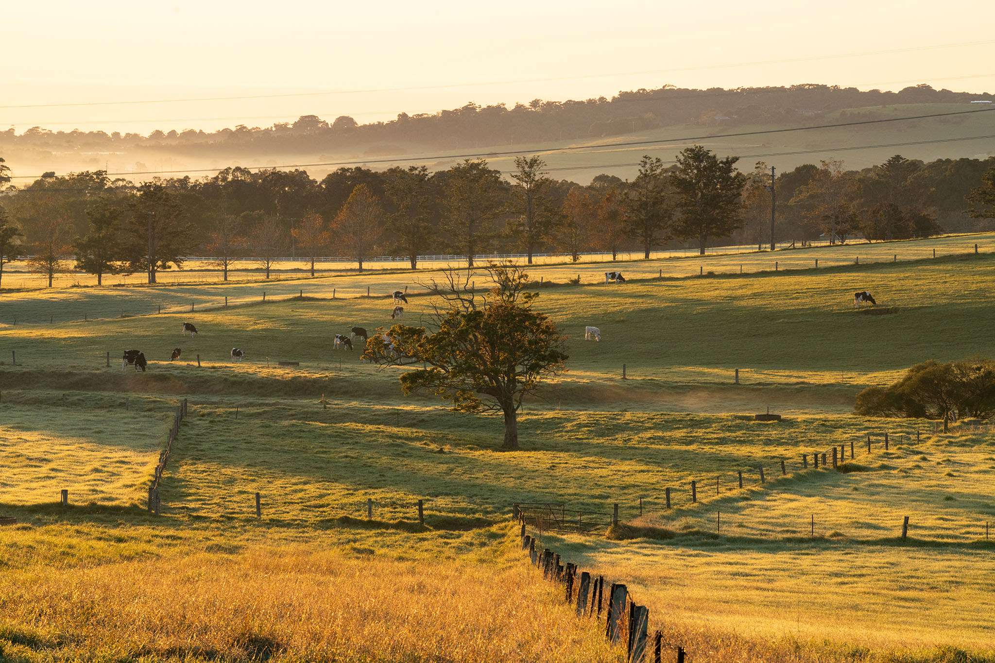 [Land for Sale] Golden Valley Estate, Jamberoo OpenLot